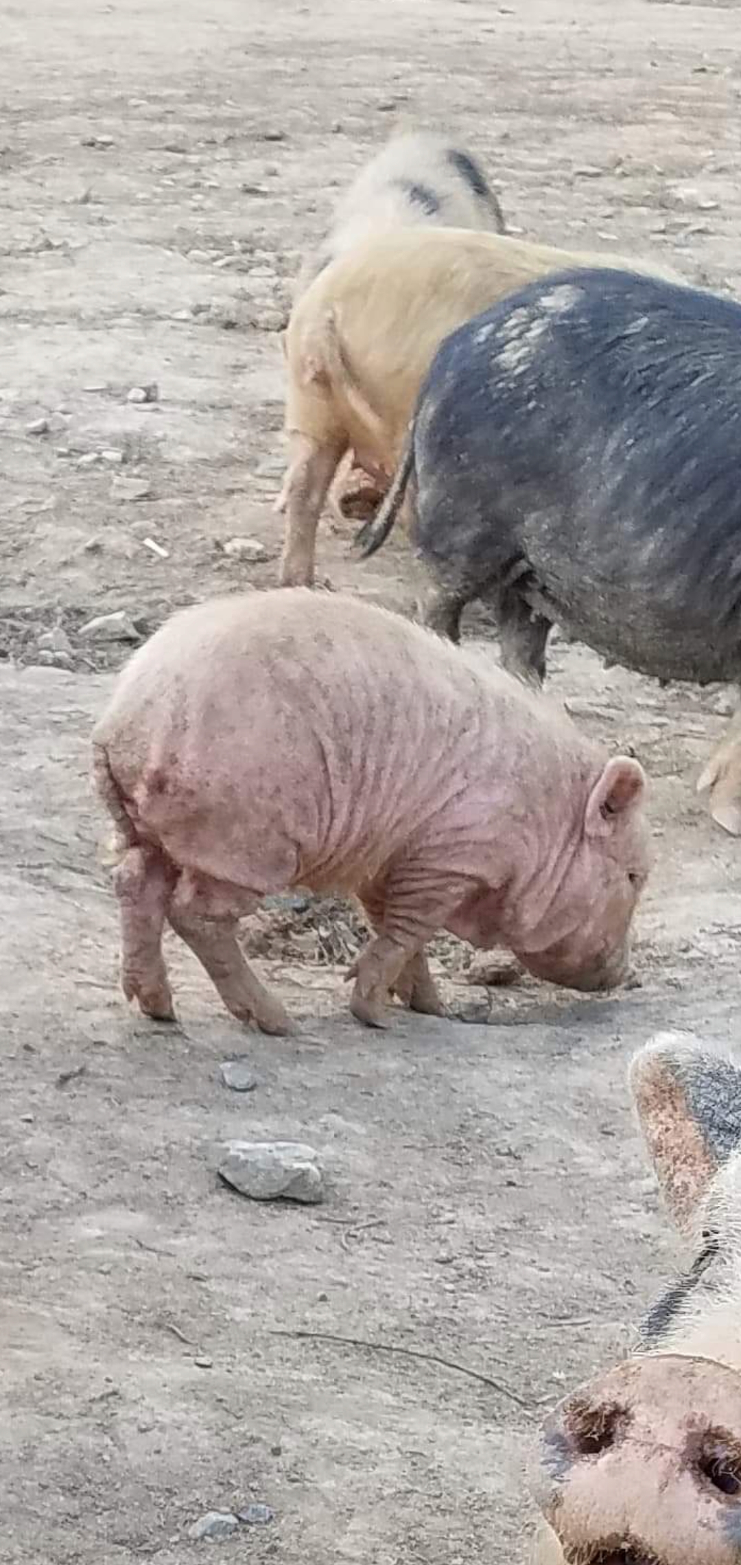 STARVING BABY