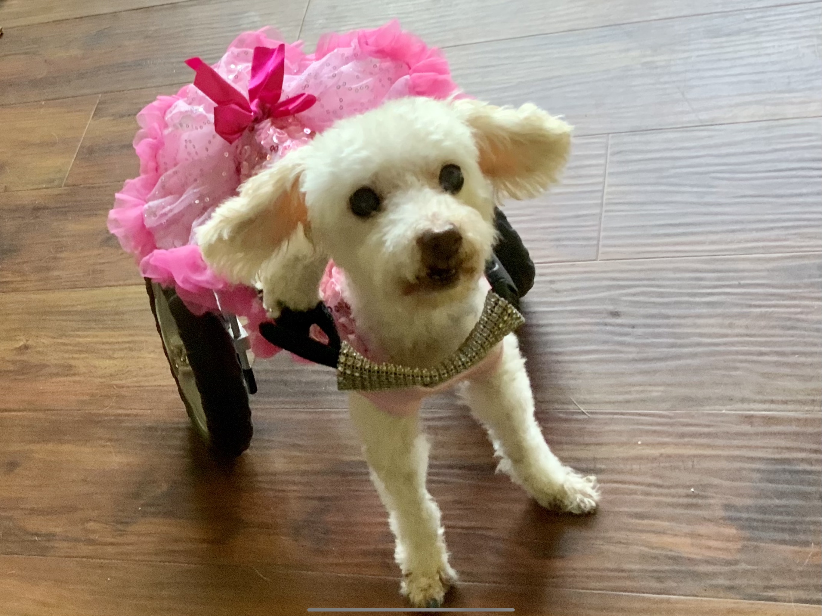 Monkey's House a Dog Hospice and Sanctuary 2020 Year End Giving Campaign