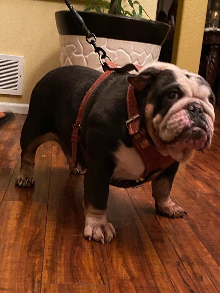 Rambo