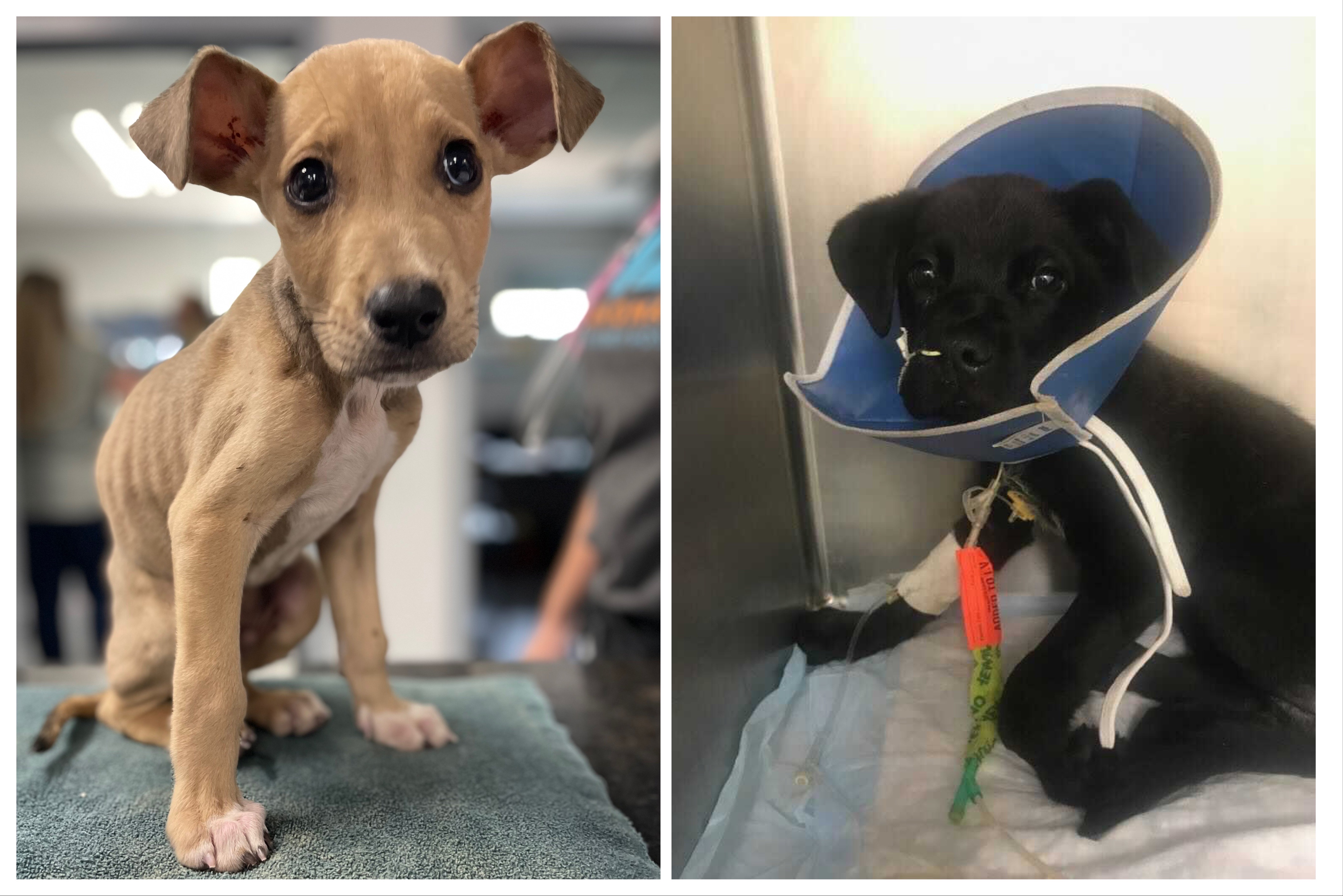 FRIENDS WITH FOUR PAWS FOUNDATION OF THE CHICKASHA ANIMAL WELFARE DI