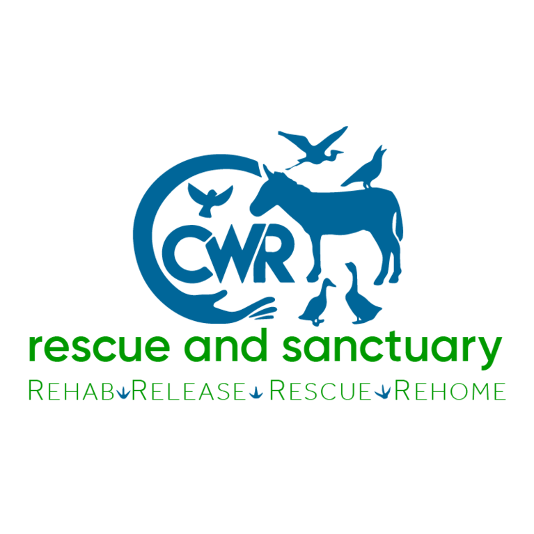 Carolina Waterfowl Rescue