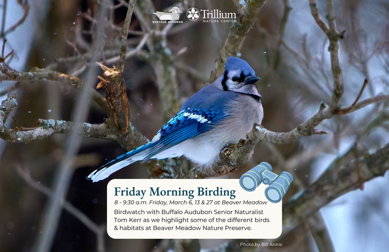 Buffalo Audubon Society Inc