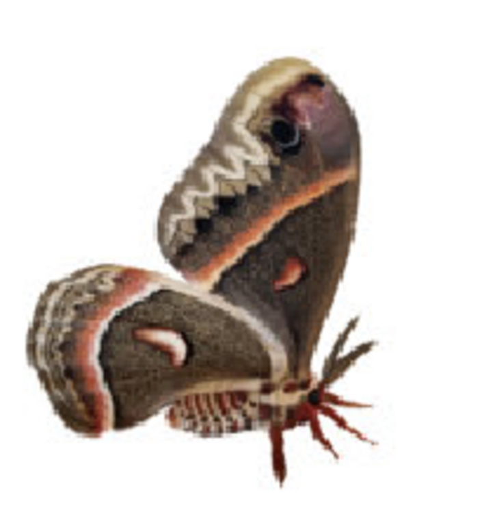 Cecropia Strong Inc
